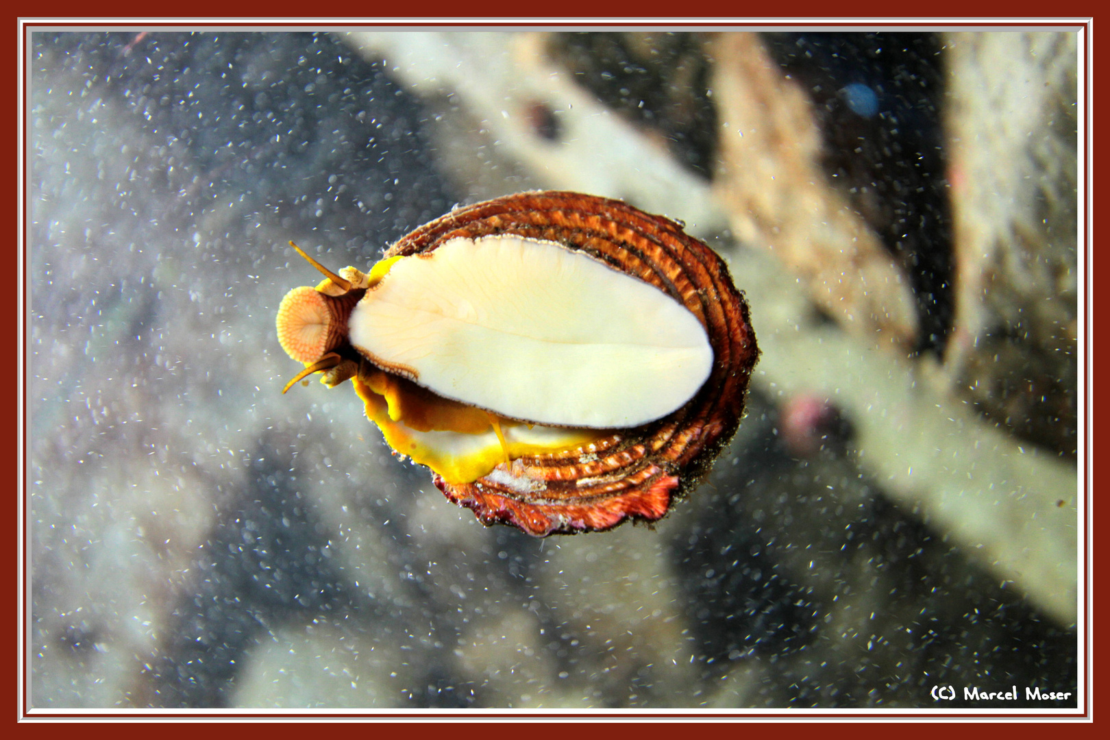 Schnecke an der Aquariumscheibe