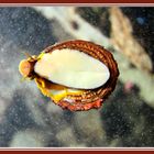 Schnecke an der Aquariumscheibe