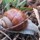 Schnecke an der Autobahn