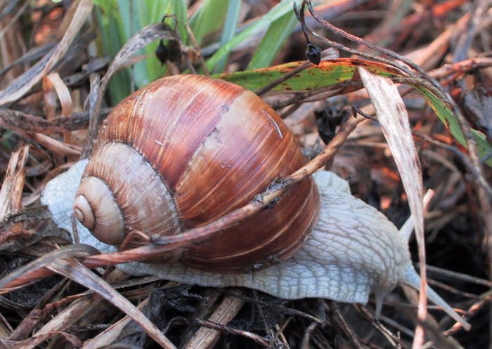 Schnecke an der Autobahn