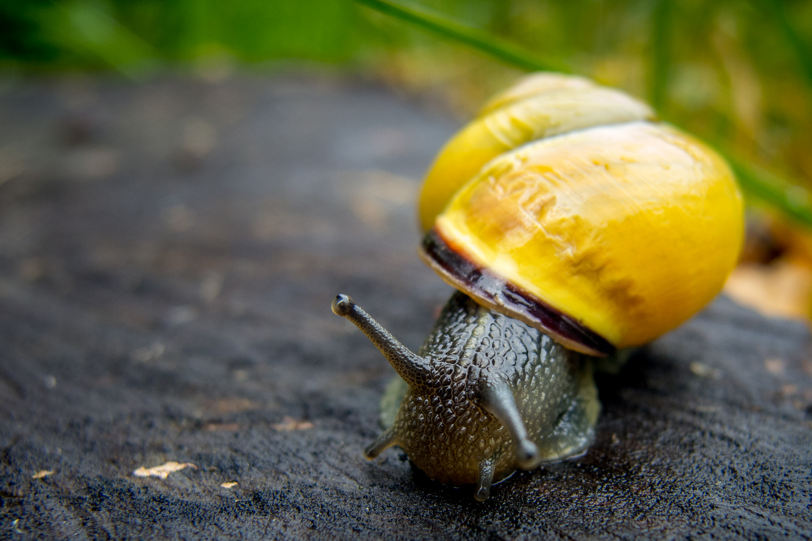 Schnecke an der Ecke