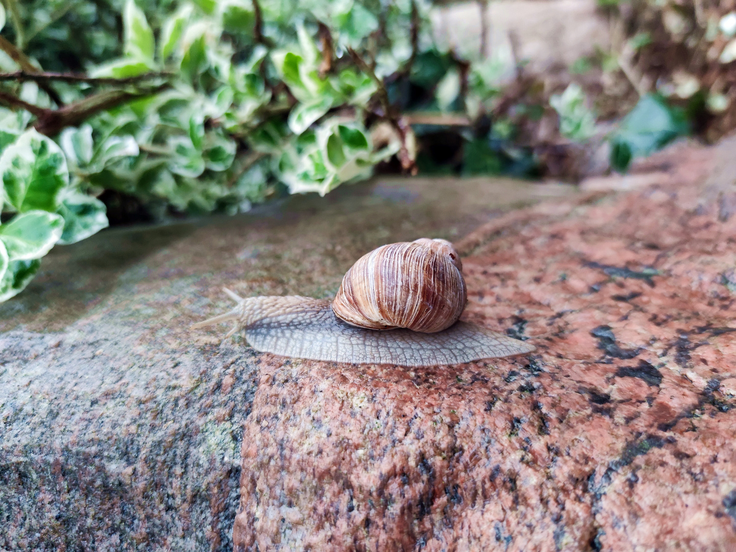 Schnecke an der Farbgrenze