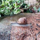 Schnecke an der Farbgrenze