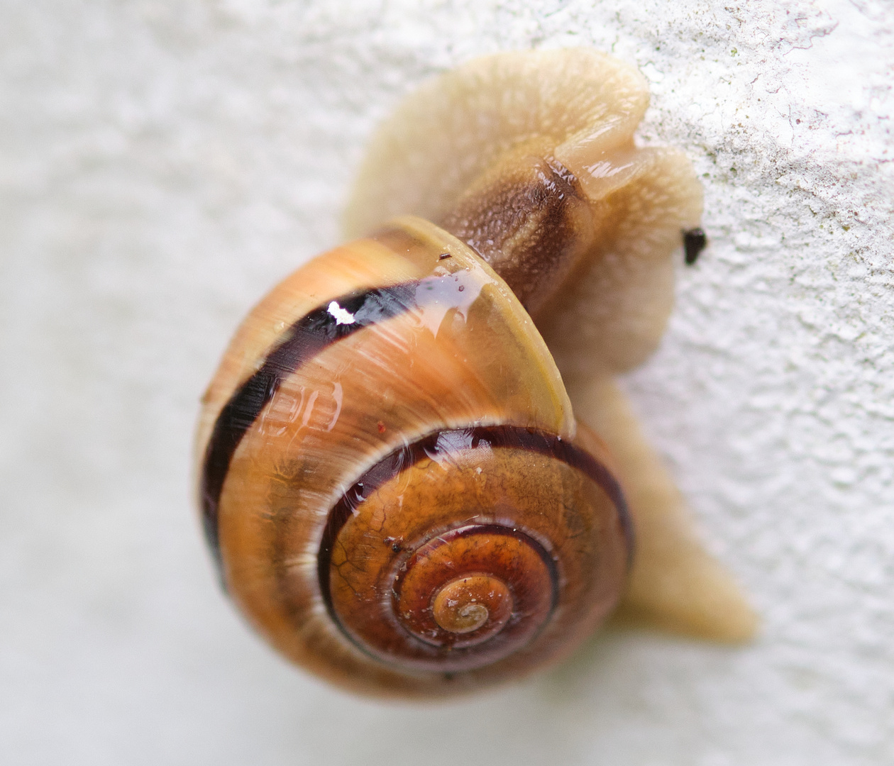 Schnecke an der Hauswand