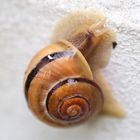 Schnecke an der Hauswand