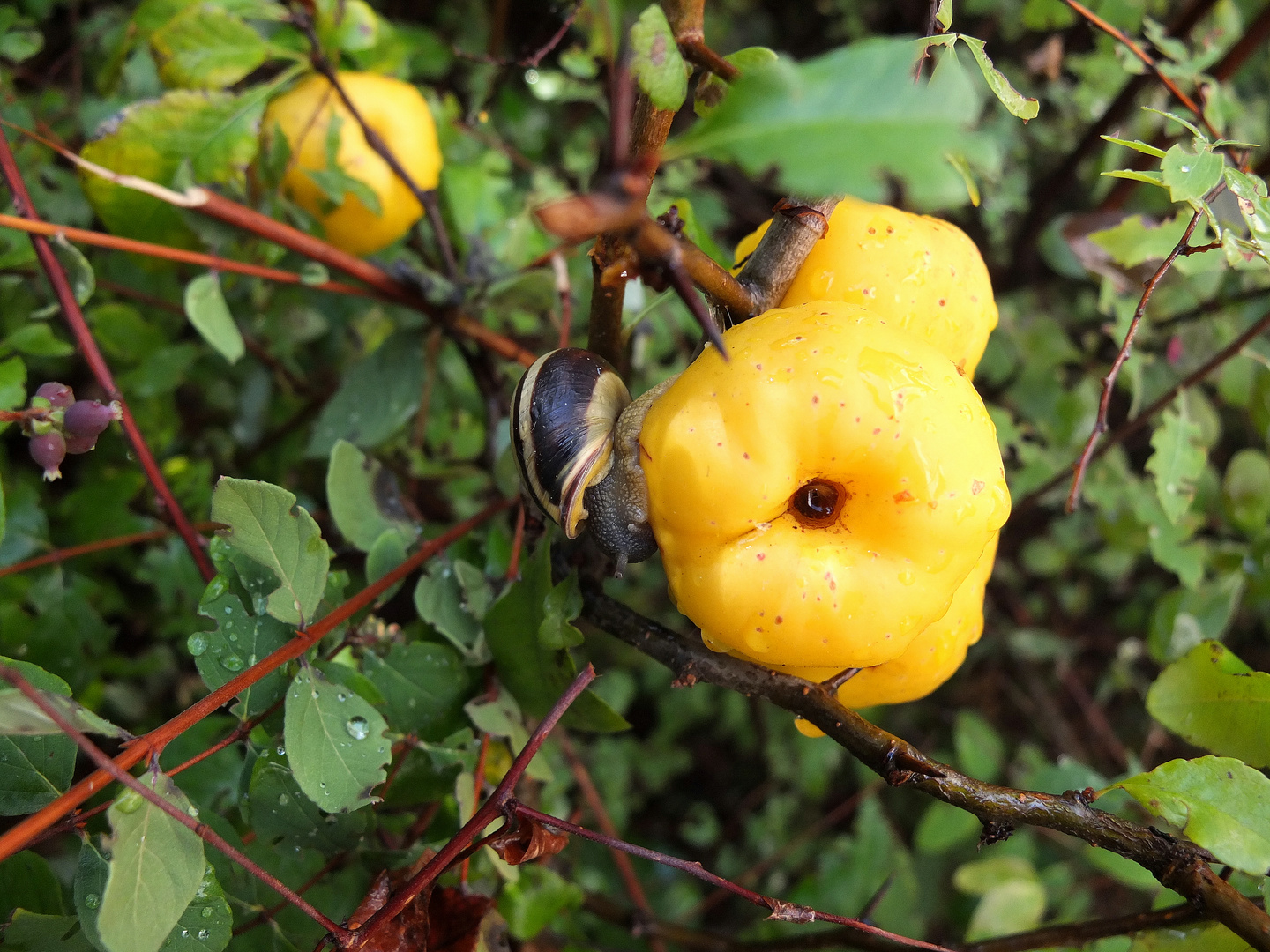 Schnecke an der Quitte