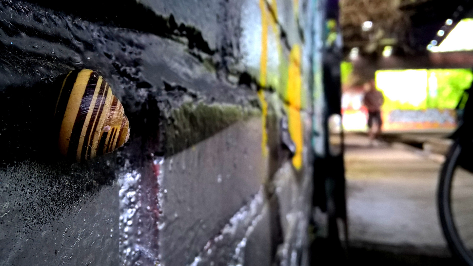 Schnecke an der Wand