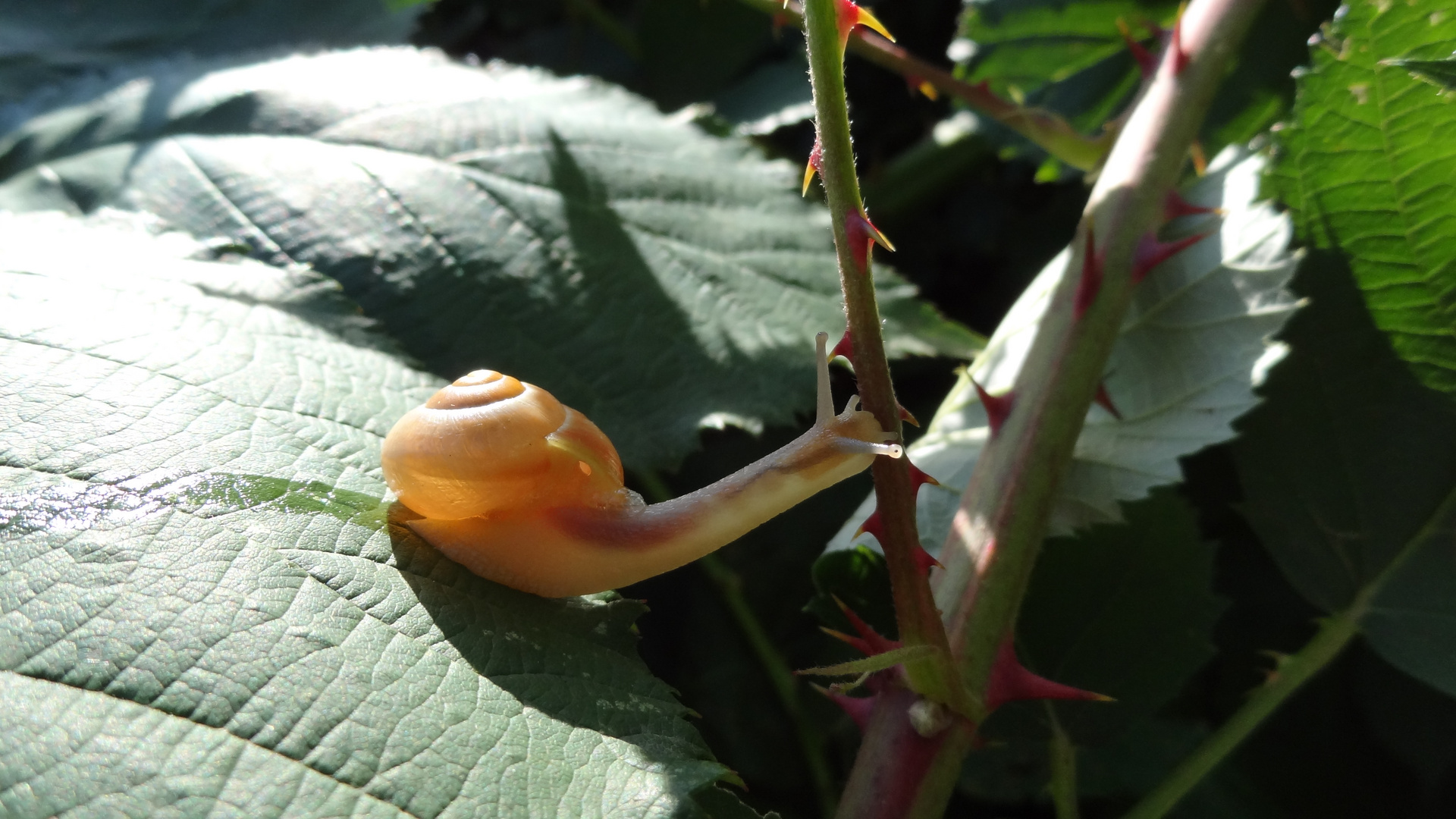 Schnecke an Dornen