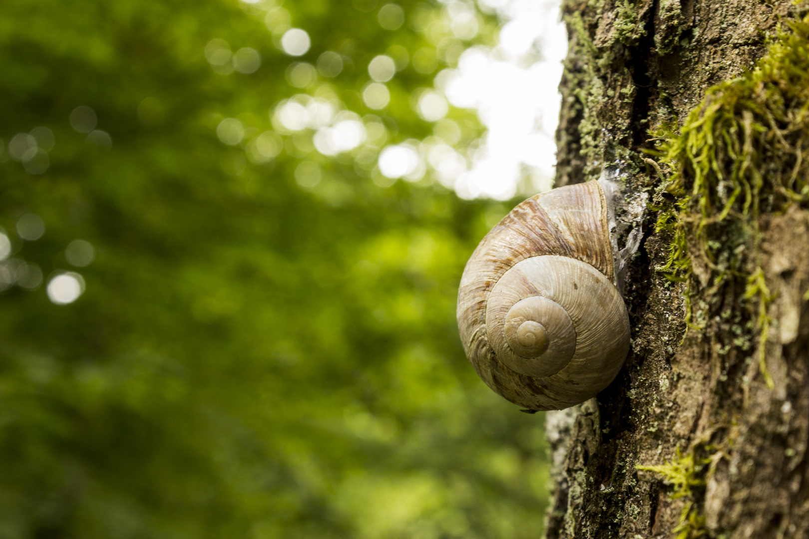 Schnecke an einem Baumstamm