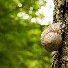 Schnecke an einem Baumstamm