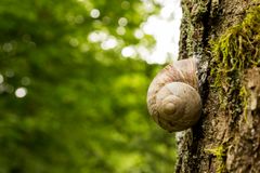 Schnecke an einem Baumstamm