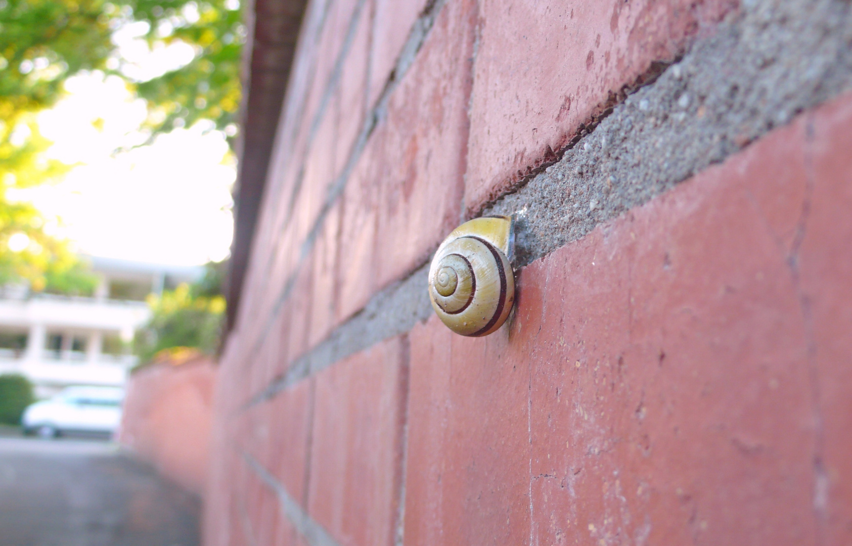 Schnecke an einer Backsteinmauer