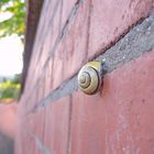 Schnecke an einer Backsteinmauer