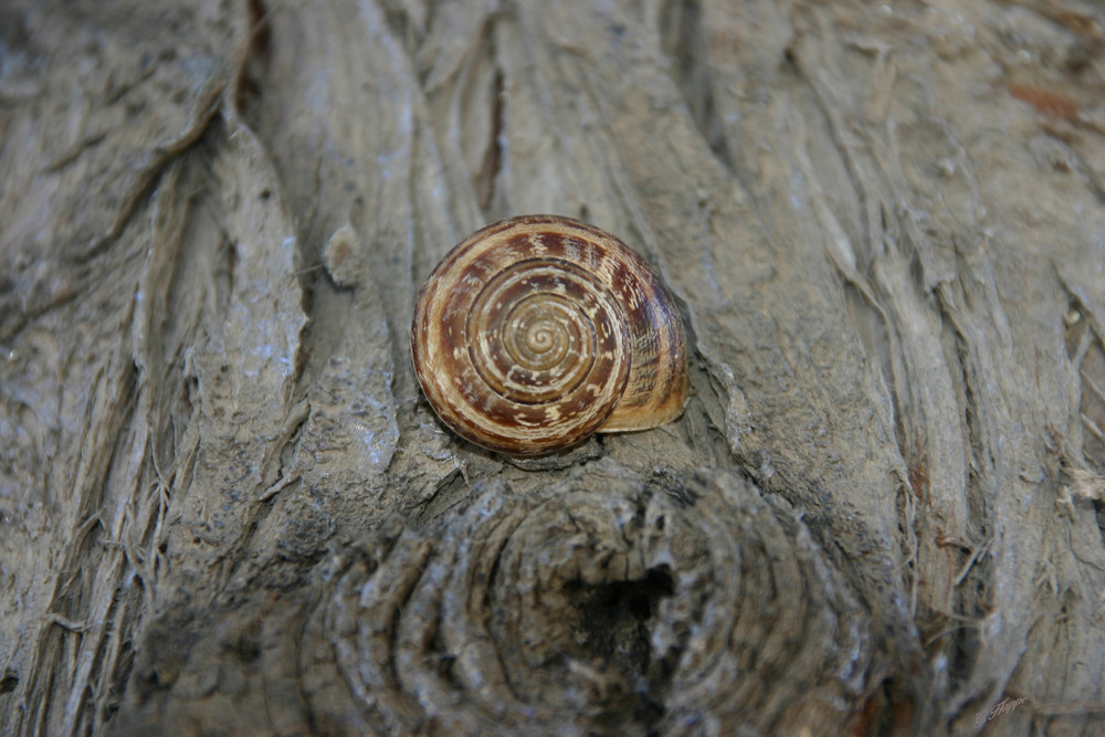 Schnecke an einer Kiefer