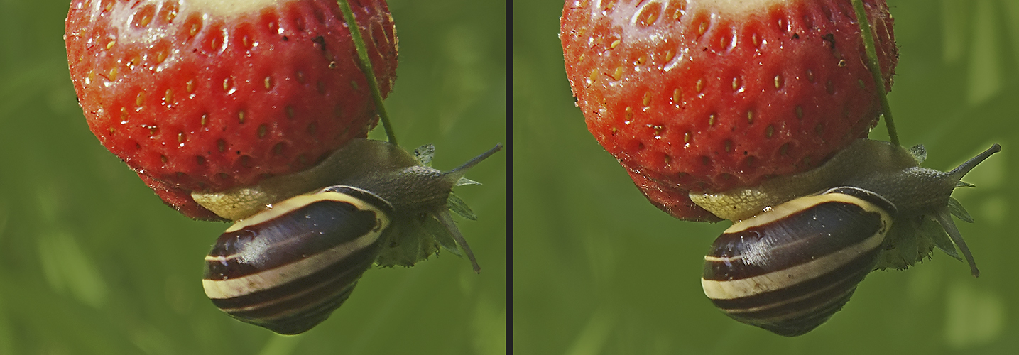 Schnecke an Erdbeere (3D)