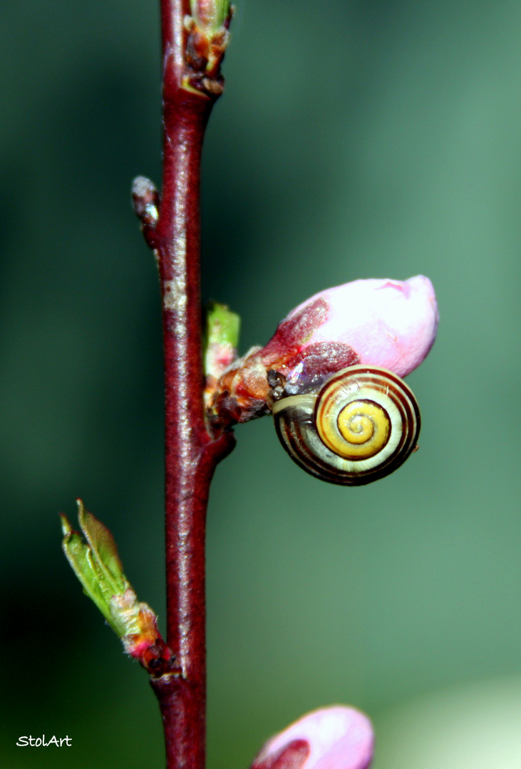 Schnecke an Pfirsich