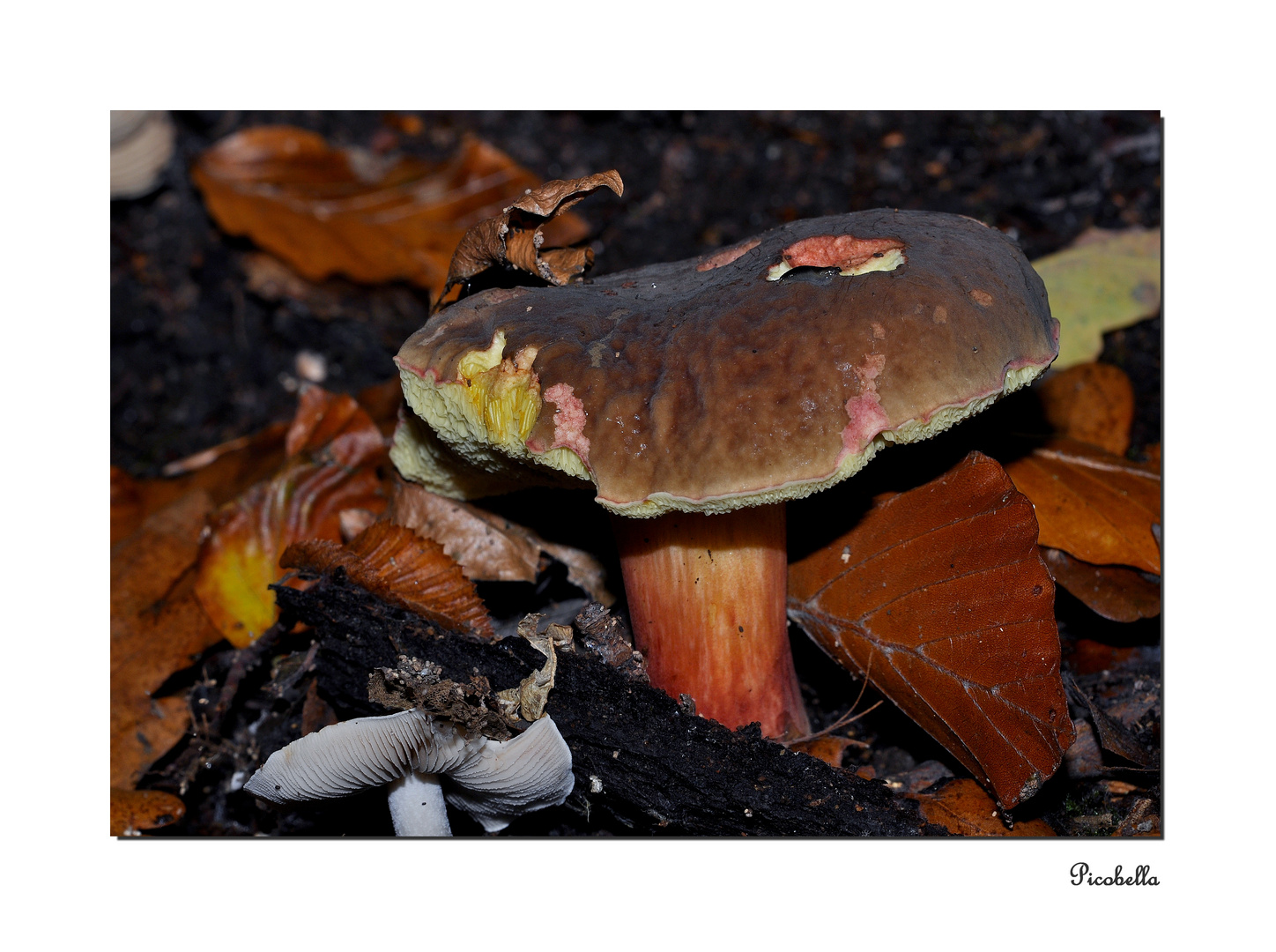 Schnecke an Pilz ;-)