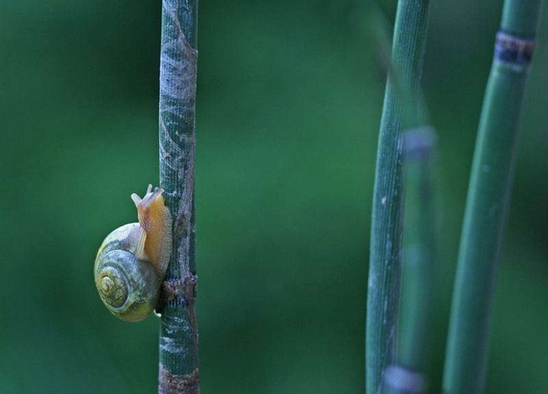 Schnecke an Schachtelhalm