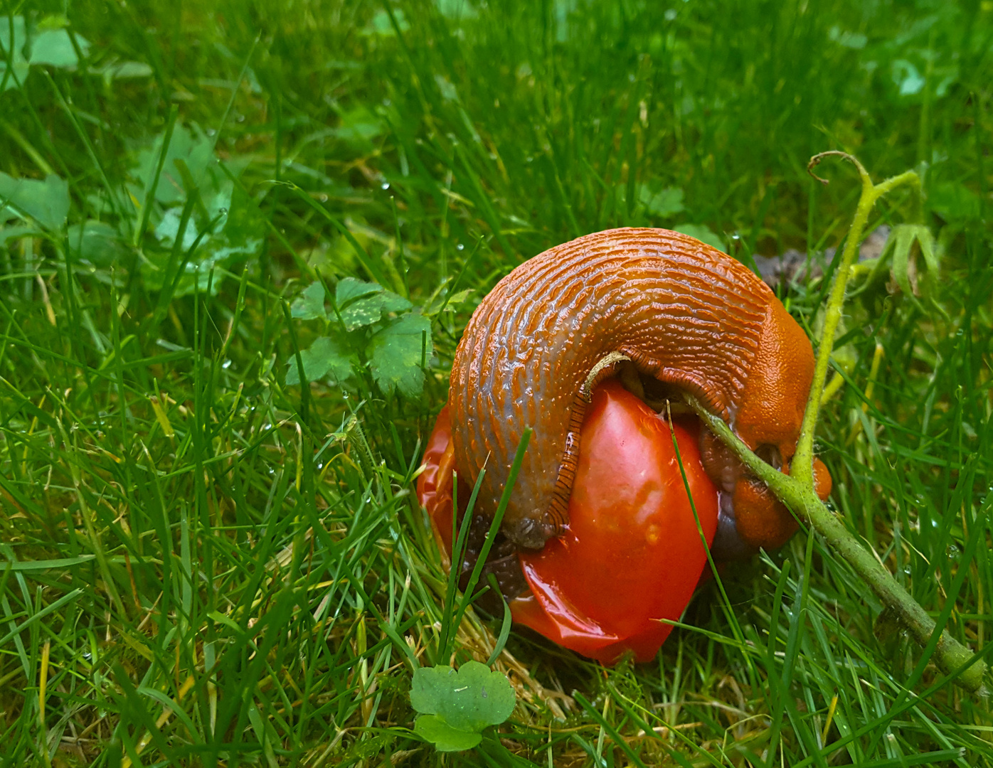 Schnecke an Tomate