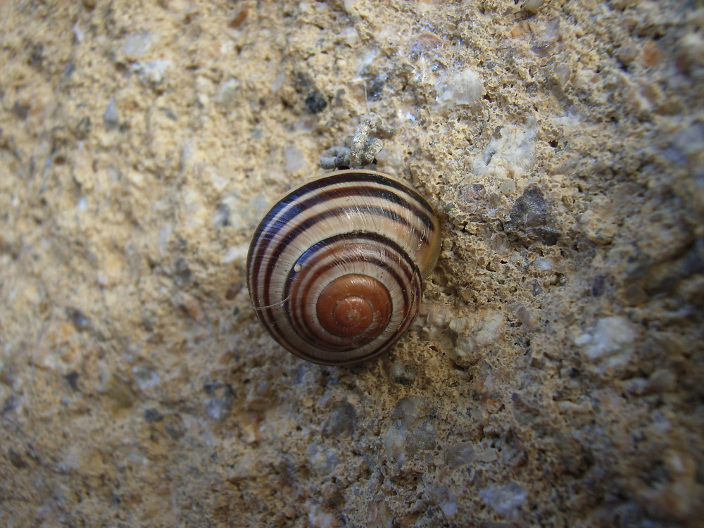 Schnecke an unserer Mauer