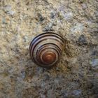 Schnecke an unserer Mauer