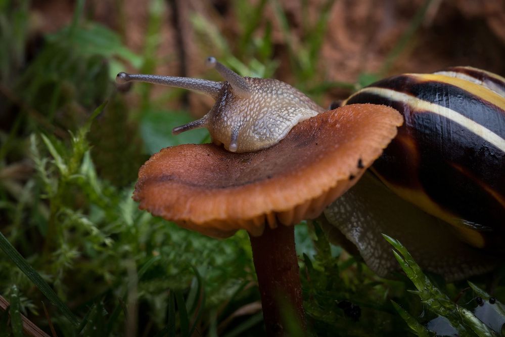 Schnecke an Waldpilz