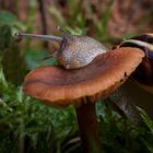 Schnecke an Waldpilz