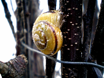 Schnecke an Zweig