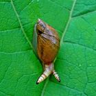 Schnecke auf Abwegen?