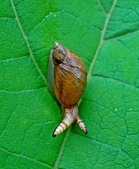 Schnecke auf Abwegen?