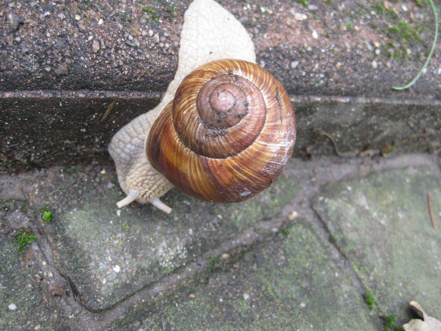 Schnecke auf Abwegen