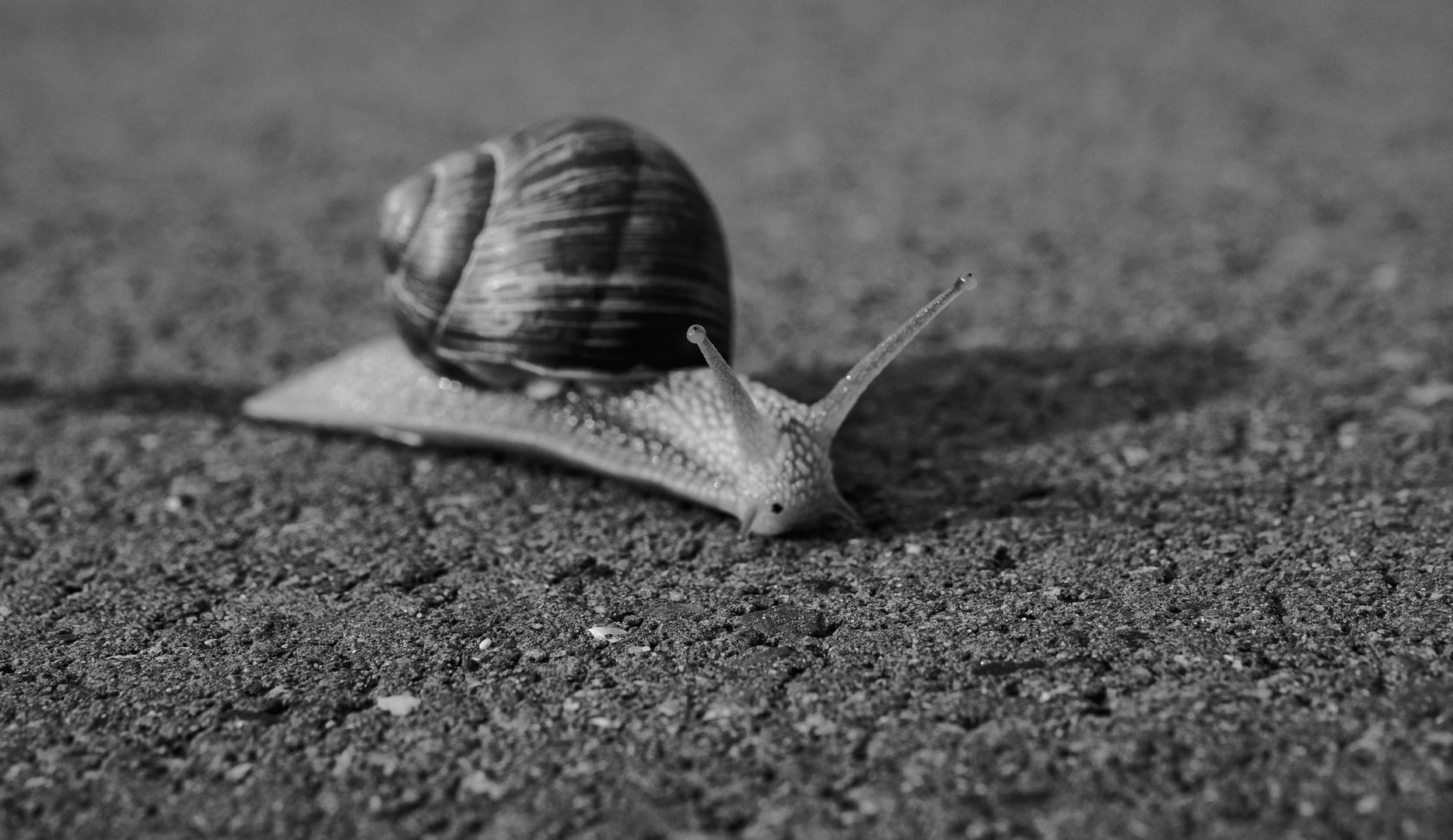 Schnecke auf Asphalt