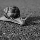 Schnecke auf Asphalt