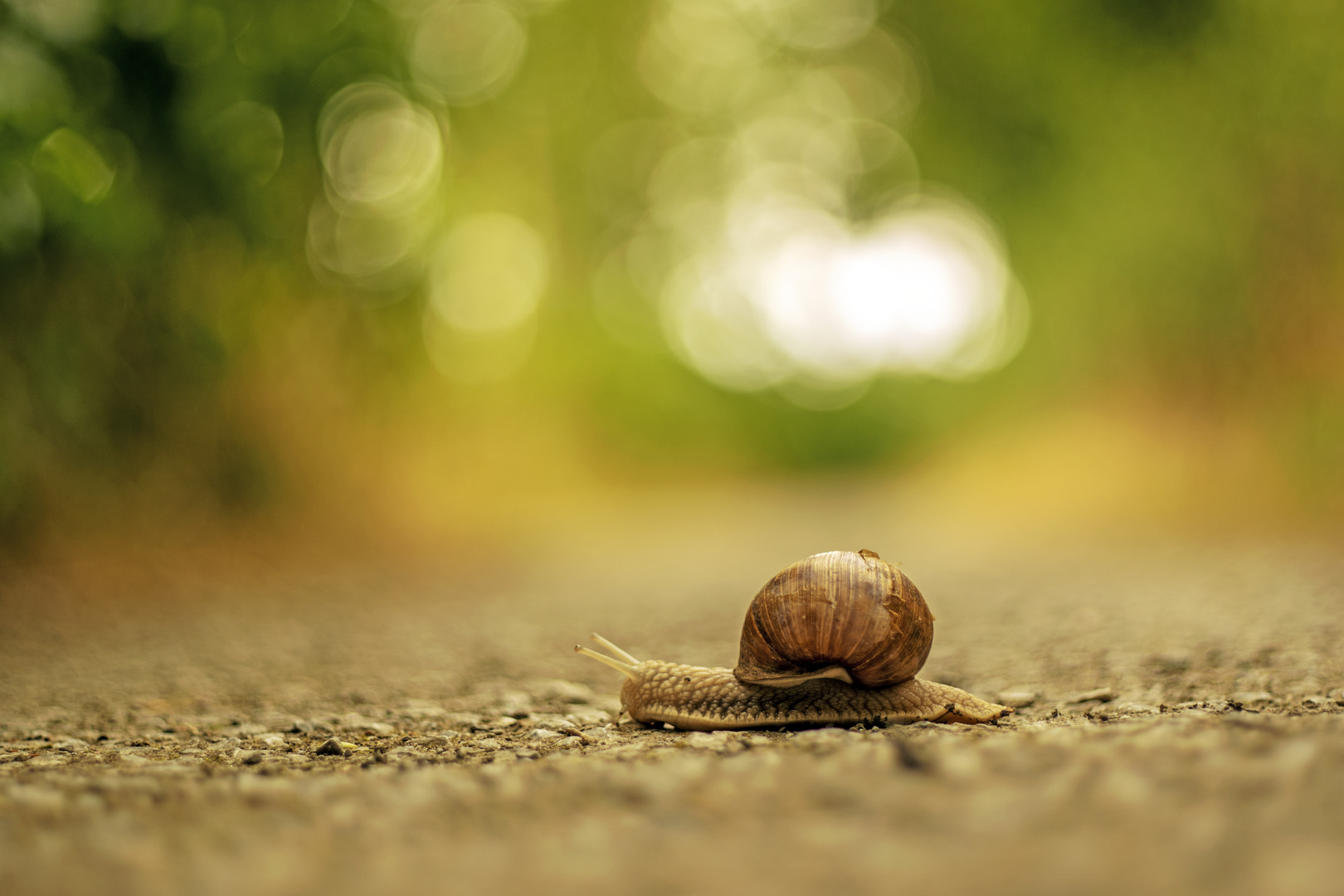 Schnecke auf Augenhöhe :-)