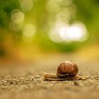 Schnecke auf Augenhöhe :-)