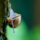 Schnecke auf Baum