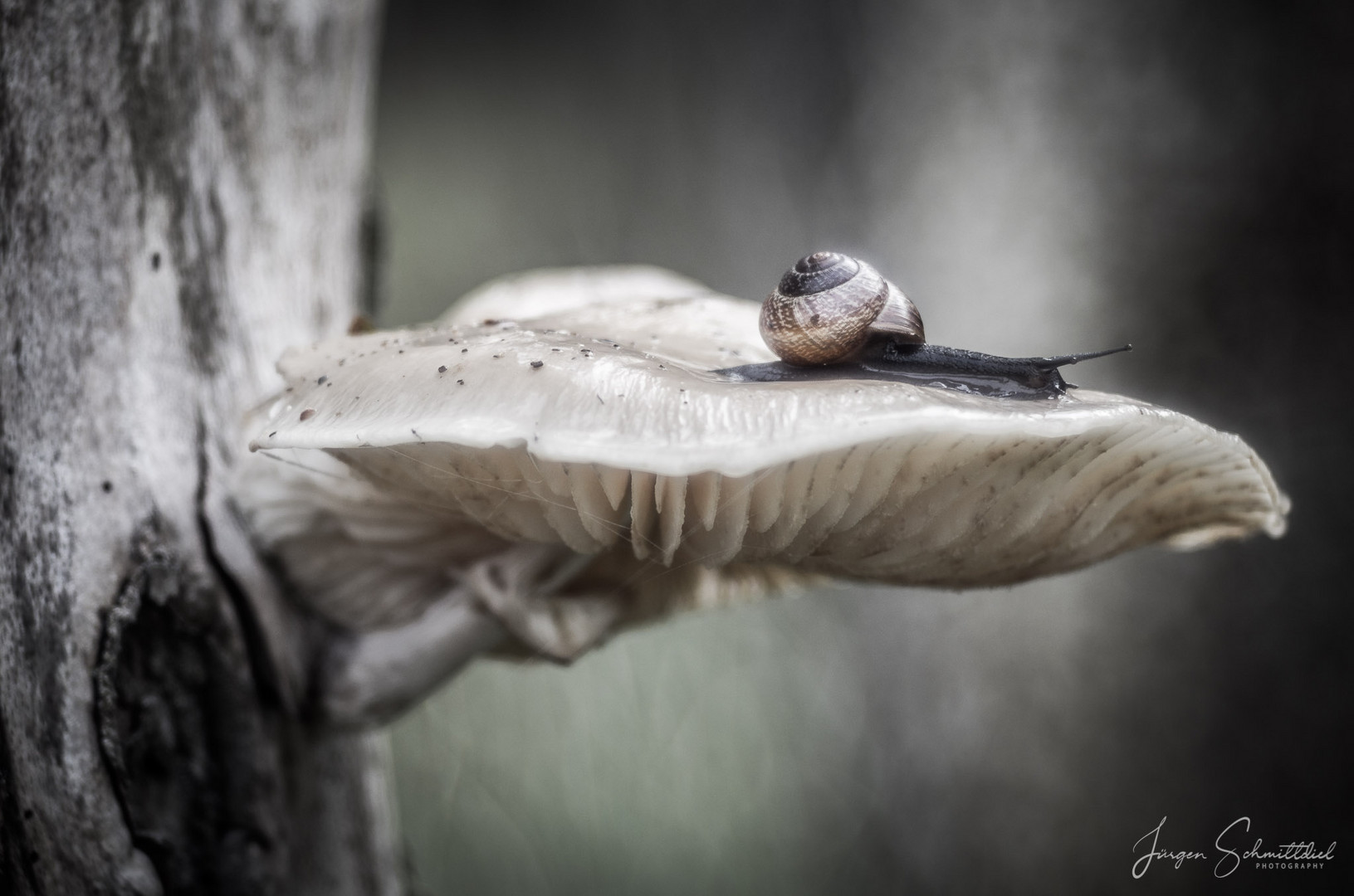 Schnecke auf Baumpilz