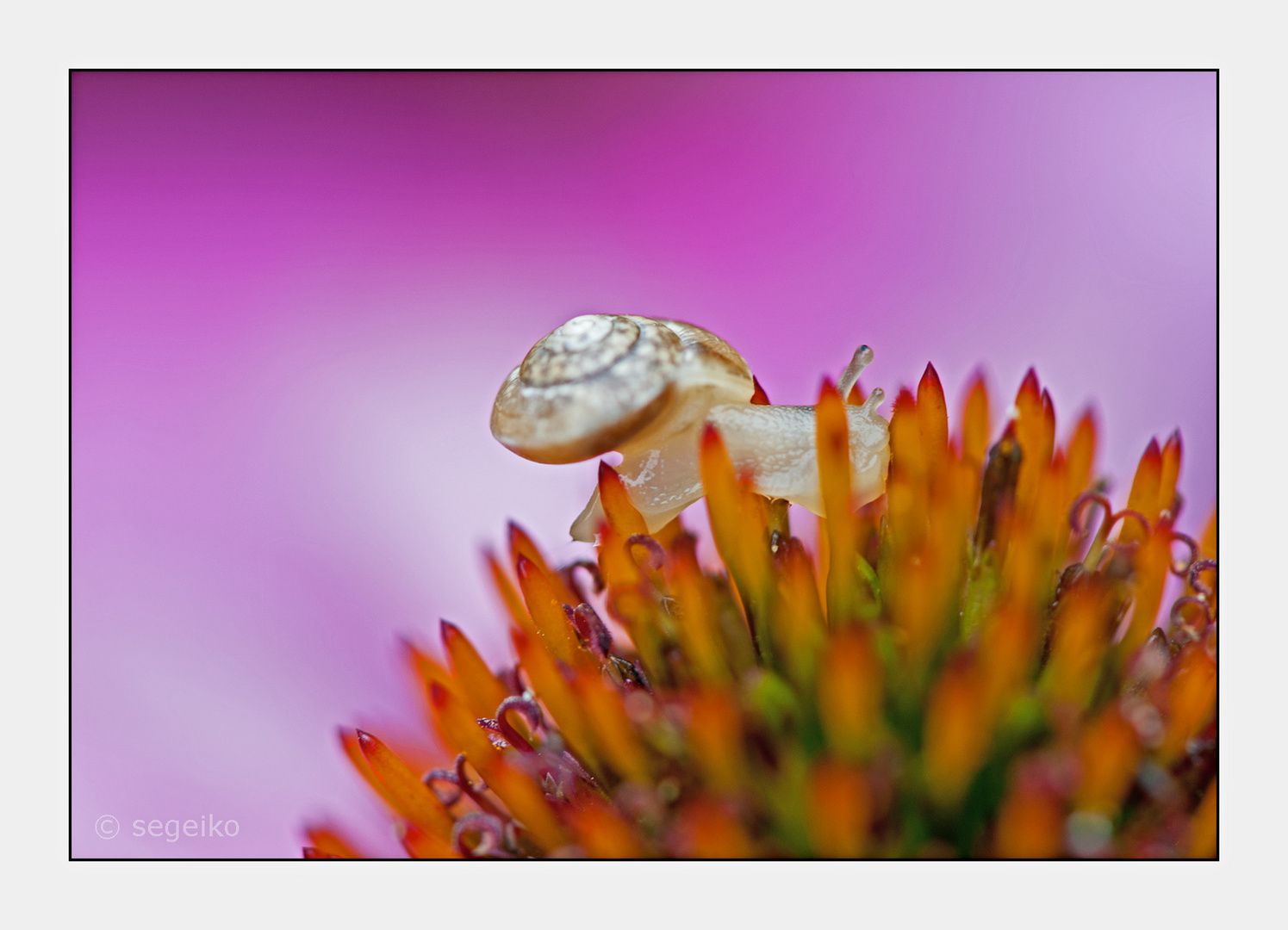 Schnecke auf Bergtour