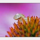 Schnecke auf Bergtour