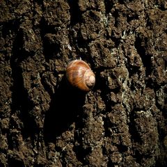 Schnecke auf Birke