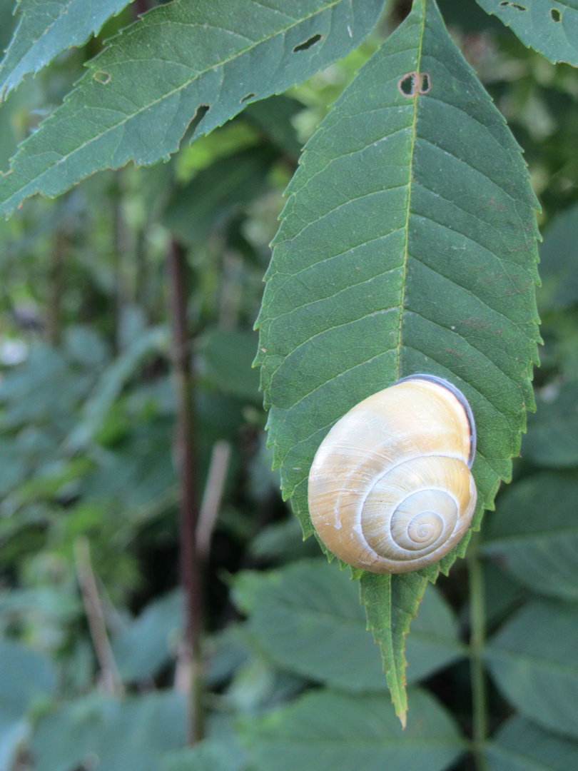 Schnecke auf Blatt