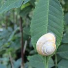 Schnecke auf Blatt