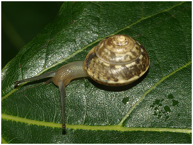 Schnecke auf Blatt