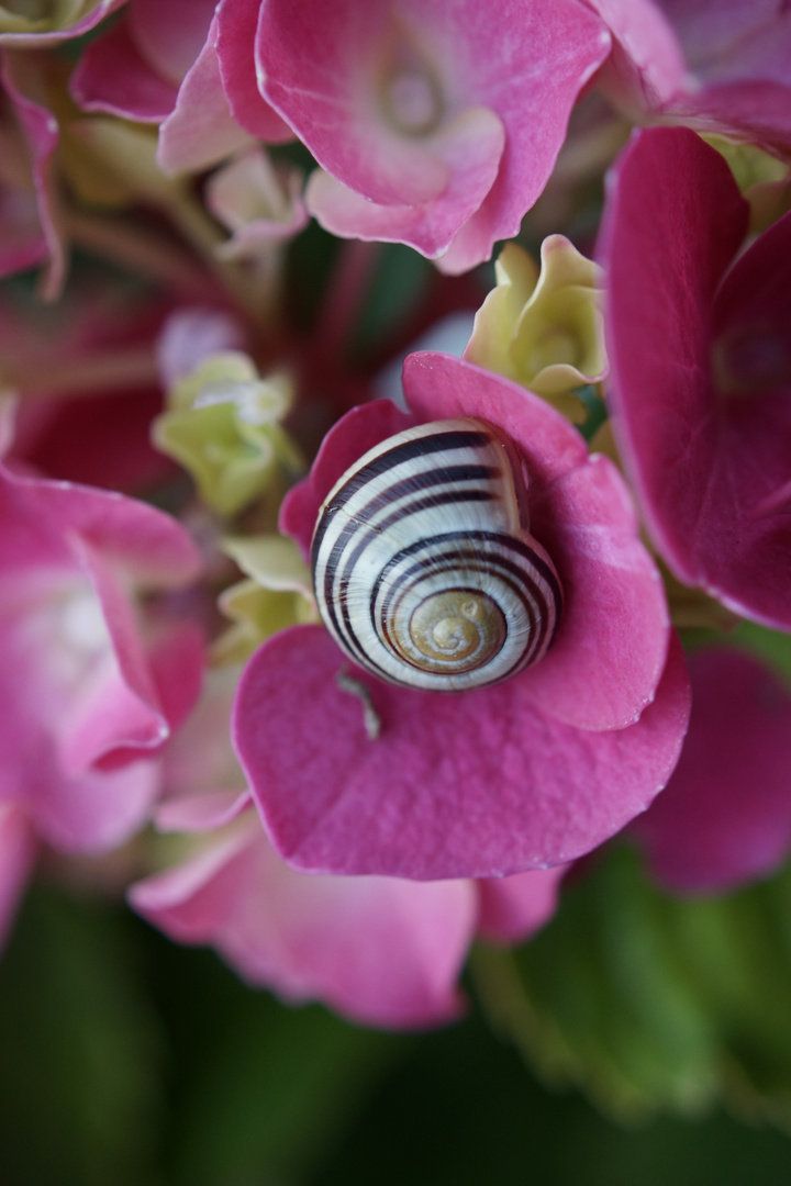 Schnecke auf Blatt