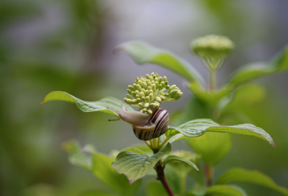 Schnecke auf Blatt