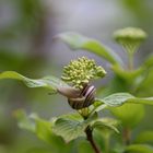 Schnecke auf Blatt