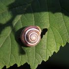 Schnecke auf Blatt