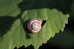 Schnecke auf Blatt