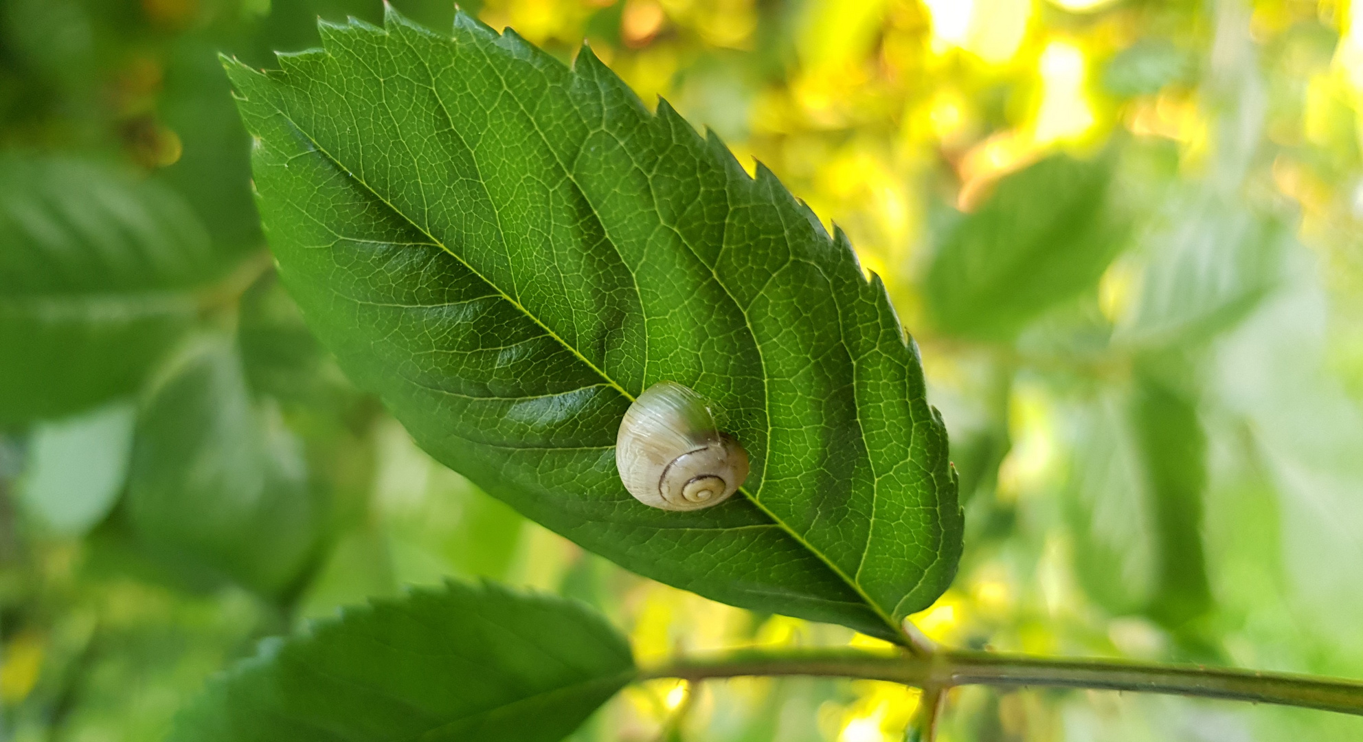 Schnecke auf Blatt