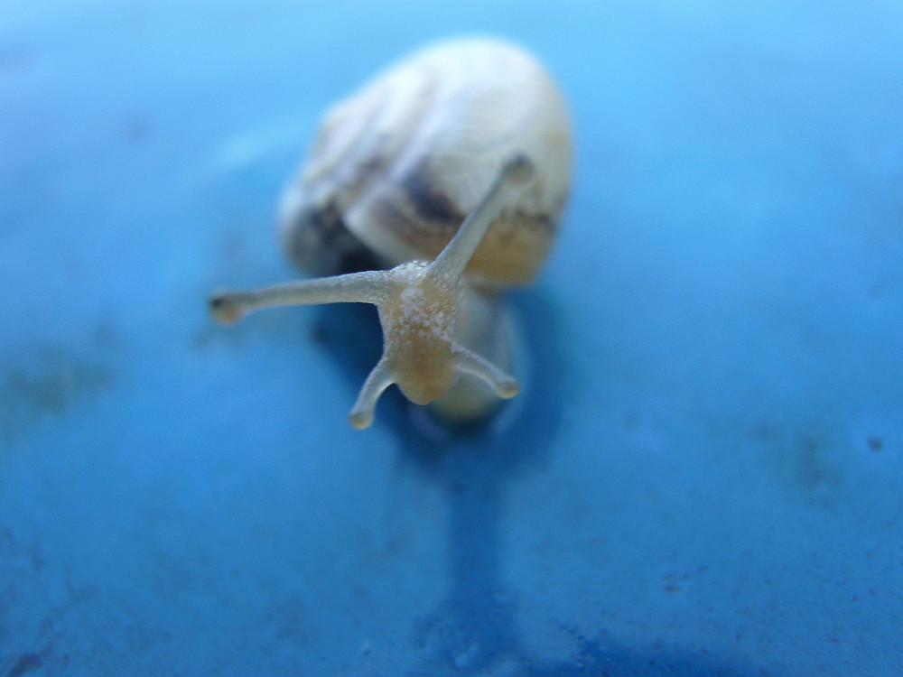 Schnecke auf Blau